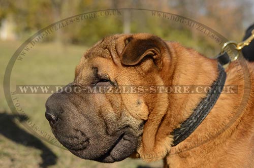 Braided Leather Dog Collar Choker for Chinese Shar Pei - Click Image to Close
