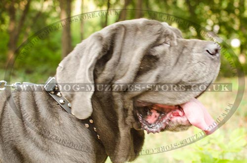 Dog Collars Studded with Pyramids | Neapolitan Mastiff Collars