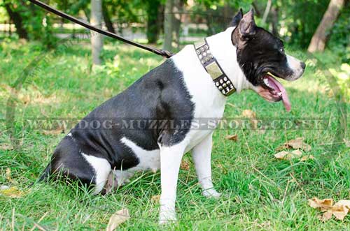 Dog Collars UK for American Staffordshire Terrier Royal Style