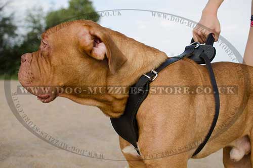 Dog Harnesses for Dogue De Bordeaux and Large Dog Breeds