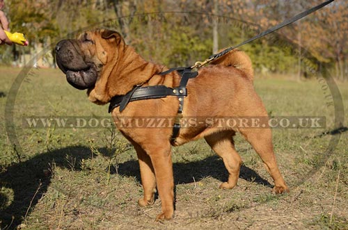 Padded Shar Pei Dog Harness for Tracking and Pulling