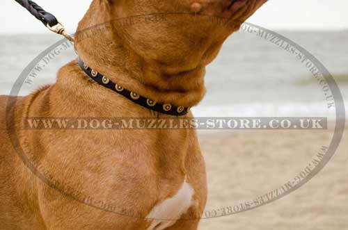 Dog Walking Collar for Dogue De Bordeaux Daily Use - Click Image to Close