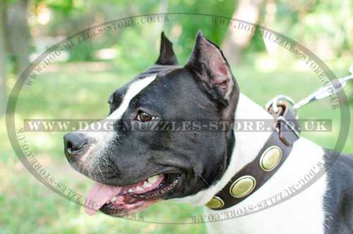 DESIGNER DOG COLLAR FOR AMSTAFF