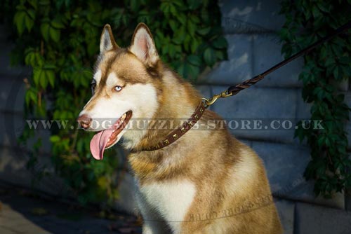 Elegant Dog Collar with Brass Studs for Siberian Husky - Click Image to Close