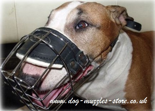 English Bull Terrier Muzzle UK Best Choice! - Click Image to Close