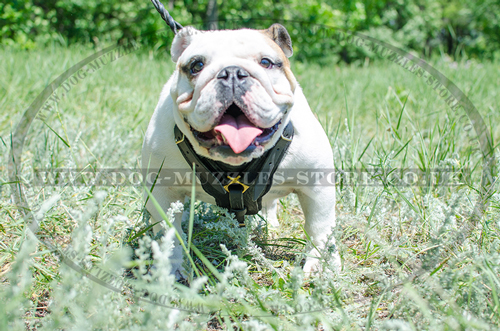 English Bulldog Harness Bestseller | Padded Leather Dog Harness - Click Image to Close