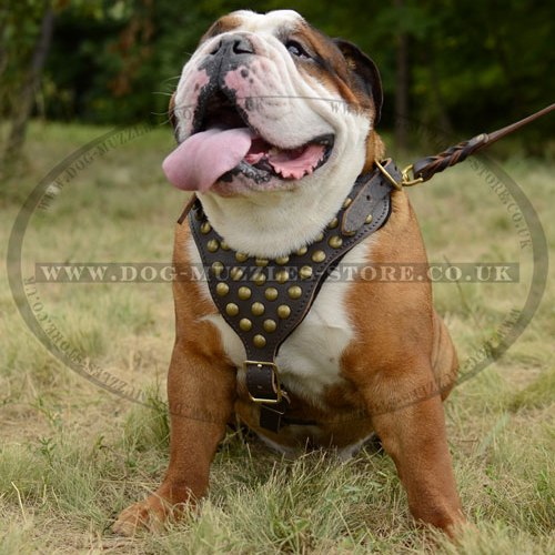 Quality English Bulldog Leather Dog Harness with Brass Studs