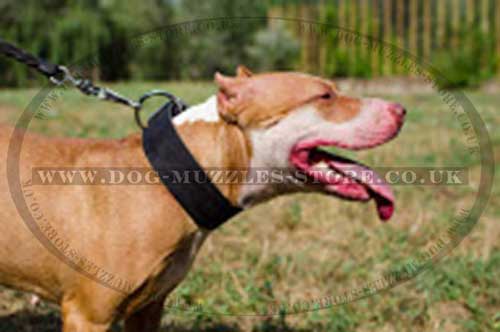 Wide Dog Collar for Pitbull | Leather Dog Collar 2 in