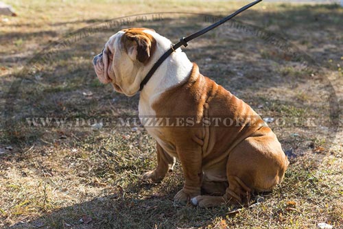 English Bulldog Walking Dog Collar and Lead in One