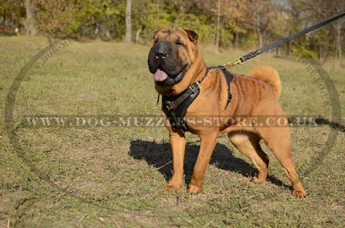 Leather Dog Harness For Shar Pei
