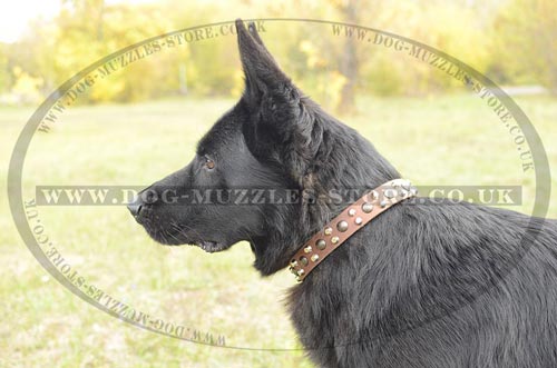 Nice Studded Design of German Shepherd Collar UK Bestseller!