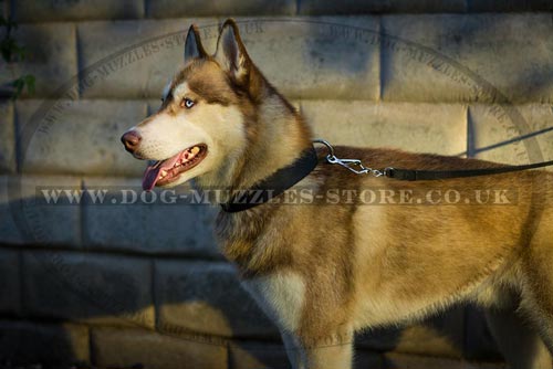 Strong Nylon Dog Collar for Siberian Husky