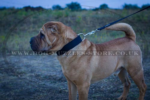 Strong and Light Nylon Dog Collar with Metal Buckle for Shar Pei - Click Image to Close