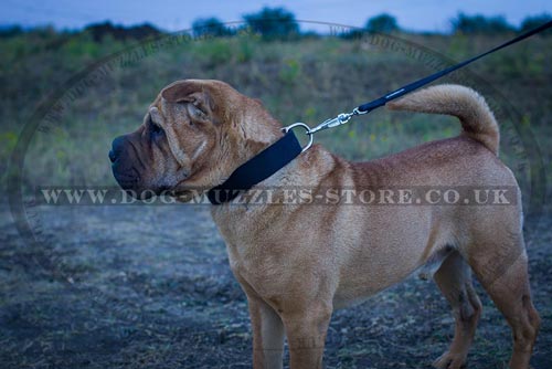 Strong and Light Nylon Dog Collar with Metal Buckle for Shar Pei