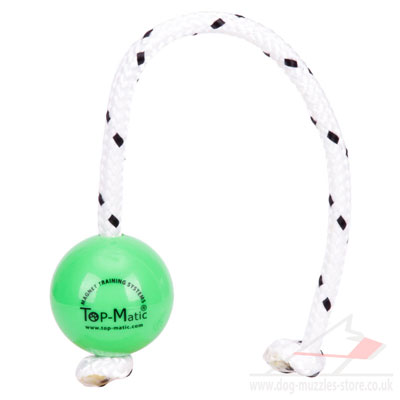 green dog ball