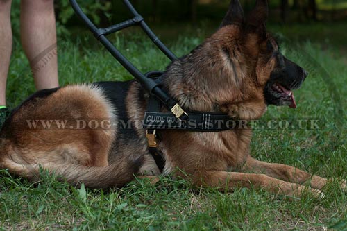 Best Guide Dog Harness for German Shepherd