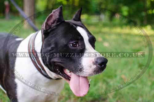 Handmade Dog Collars for Amstaff | Designer Dog Collars Painted