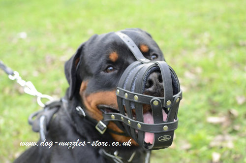 Leather Dog Muzzle UK for Large Dog Breeds Like Rottweiler