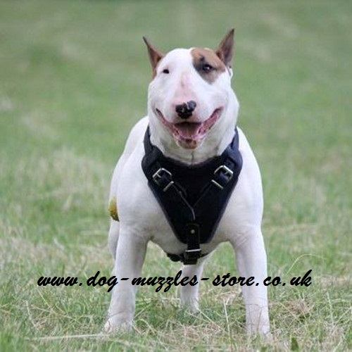 The Best Choice of Leather Dog Harness for Bullterrier - Click Image to Close