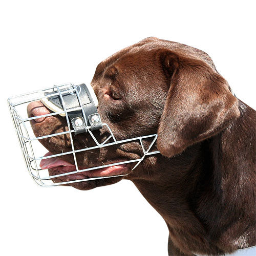 Labrador Dog Wire Muzzle | Wire Dog Muzzle for Labrador - Click Image to Close