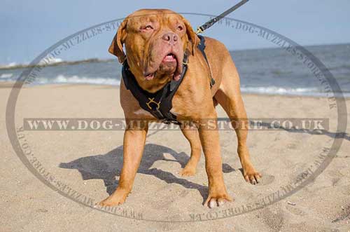 Large Dog Harness for Dogue De Bordeaux Bestseller UK - Click Image to Close