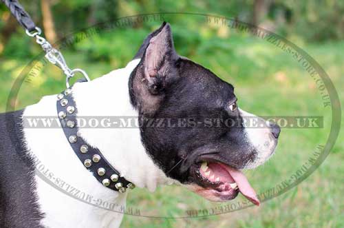Leather Dog Collar with Studs for Amstaff
