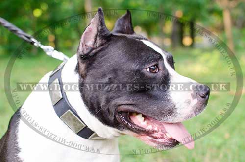 Leather Dog Collar with Vintage Plates for Amstaff - Best Design