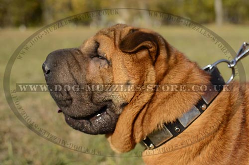 Shar Pei Dog Collars with Silver Plates and Pyramids