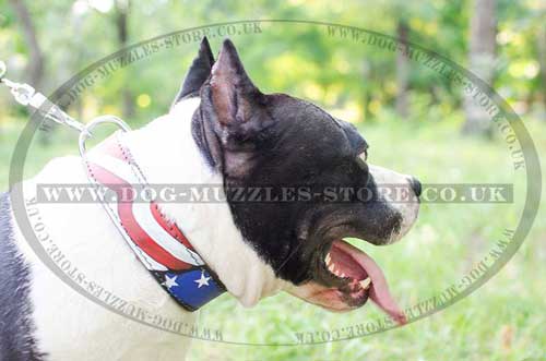 Leather Dog Collars with Painting "American Pride" for Amstaff