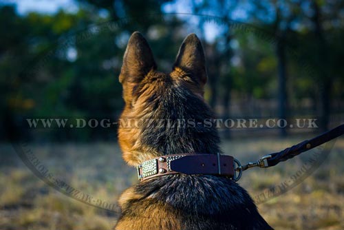 Exclusive Leather Dog Collar for German Shepherd