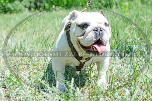 Leather Harness for Dog with Brass Fitting | Bulldog Harness UK