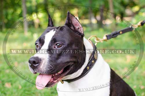 Luxury Dog Collar UK | American Staffordshire Terrier Dog Collar