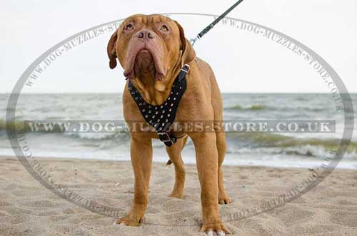 Luxury Dog Harness for Dogue De Bordeaux Spiked Design