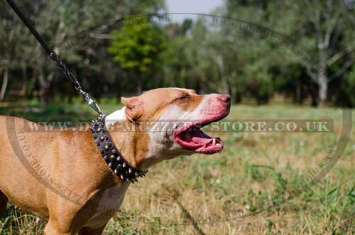 Spiked Dog Collar for Pitbull | Luxury Designer Dog Collar UK