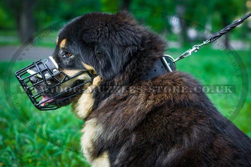 Rubberized Wire Dog Muzzle for Mastiff and Other Big Dogs