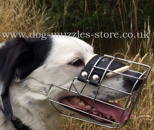 Best dog muzzle for border collie shop