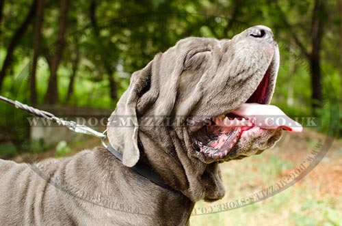 Neapolitan Mastiff Walking Buckle Collar for Dogs, 1.2"