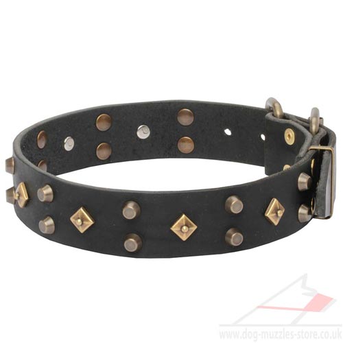 Royal Dog Collar for Your Gorgeous Dog!
