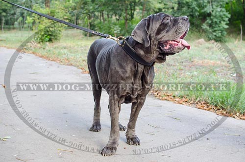 Neapolitan Mastiff Collars for Strong Control, 2 Ply Leather