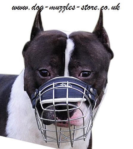 XL Bully Type Staffordshire Bull Terrier Muzzles UK - Click Image to Close