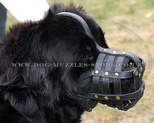 Newfoundland Dog Muzzle UK Bestseller Strong & Soft Leather Cage