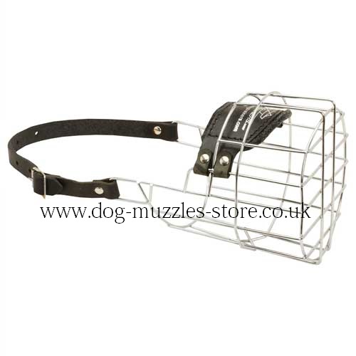 The Best Dog Muzzle for Newfoundland Muzzle Size