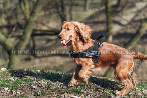 The Best Dog Harness for Cocker Spaniel to Stop Dog Pulling