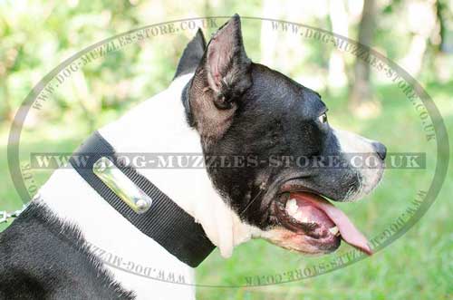 Nylon Dog Collar with ID Tag | American Stafford Dog Collar UK