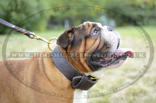 Extra Strong 2 Ply Leather Dog Collar for English Bulldog