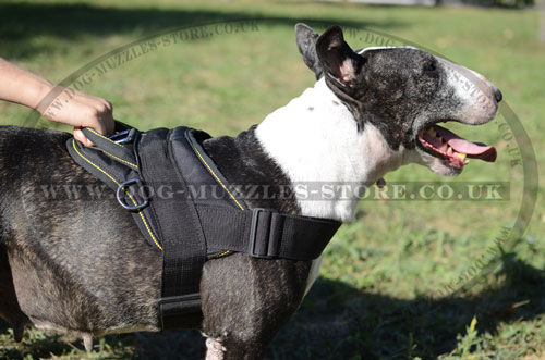 Quality Nylon Dog Harness for English Bull Terrier UK Bestseller