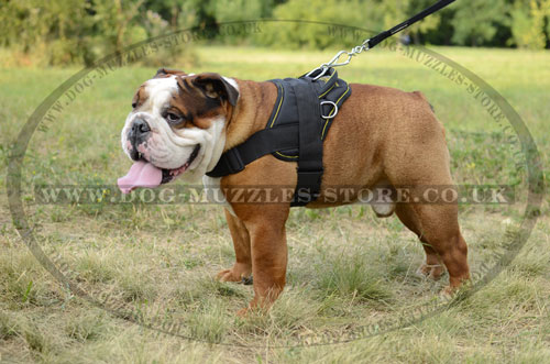 English Bulldog Dog Harness with Handle | Nylon Dog Harness UK