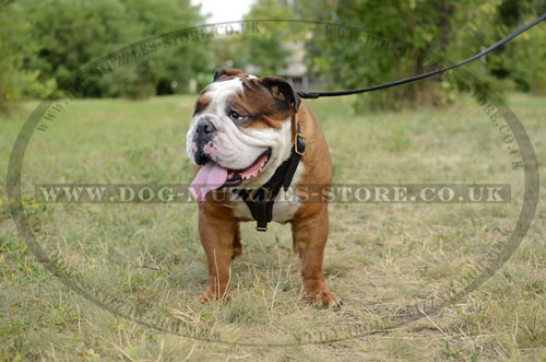 Classic English Bulldog Leather Dog Harness Bestseller