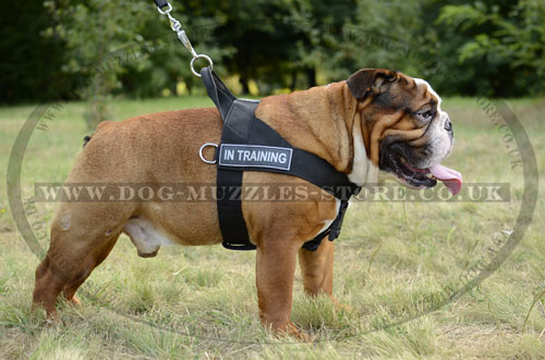 English Bulldog Harness to Stop Pulling on the Leash BestSeller