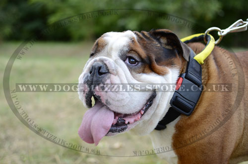 Extra Strong Nylon Dog Collar for English Bulldog